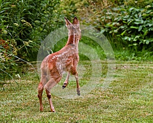 Three weeks young wild Roe deer, Capreolus capreolus