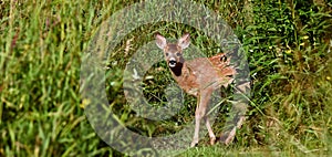 Three weeks young wild Roe deer, Capreolus capreolus