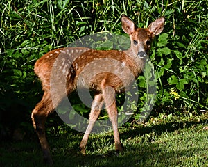 Three weeks young wild Roe deer, Capreolus capreolus
