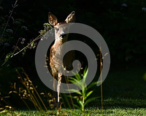 Three weeks young wild Roe deer, Capreolus capreolus