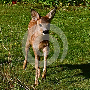 Three weeks young wild Roe deer, Capreolus capreolus