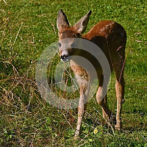 Three weeks young wild Roe deer, Capreolus capreolus