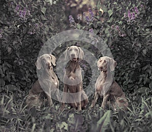 Three Weimaraner dogs with lilac bushes