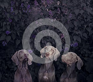 Three Weimaraner dogs with lilac bushes