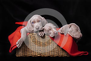 Three weimaraner puppies resting in a basket with a red blanket