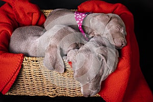 Three weimaraner puppies resting in a basket with a red blanket