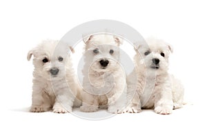 Three west highland white terrier puppies