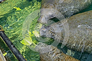 Three West Indian manatees Trichechus manatus eating lettuce - Ellie Schiller Homosassa Springs Wildlife State Park, Homosassa,