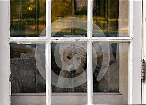 Three Westie Dogs staring out door window With Chipped Paint