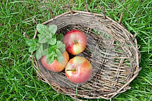 Three wet apples and twigs of lemon balm in an old basket.