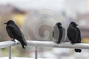 Three wet crows sitting on balcony rail