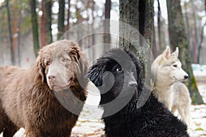 Three wet dogs