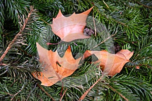 Three wet leaves of maple tree among green fir branches