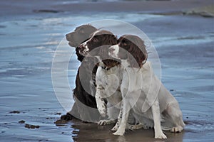Three wet working spaniel pet gundogs sat together on a beach