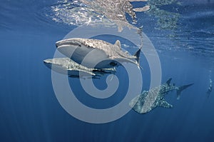 Three Whale Sharks