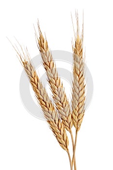 Three Wheat photo