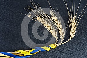 Three wheat ears on a black background. Wheat spikelets