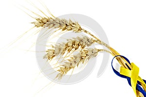 Three wheat ears isolated on a white . Wheat spikelets