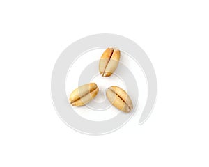 Three Wheat Grain Kernels on a White Background