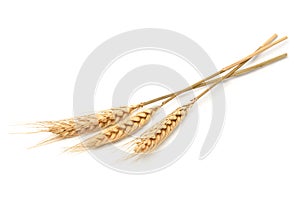 Three Wheat spikelets