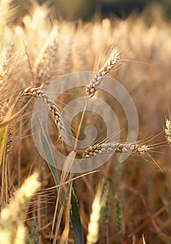 Three wheat spikelets on field in summer