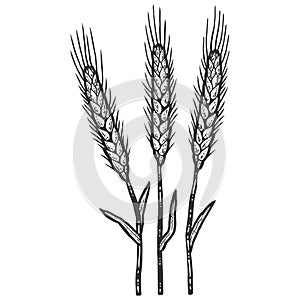 Three wheat spikelets. Sketch scratch board imitation color.