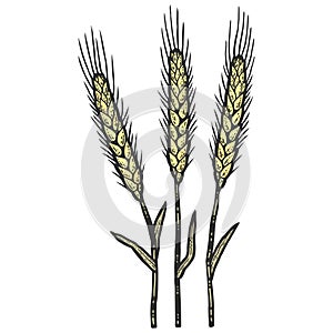 Three wheat spikelets. Sketch scratch board imitation color. Engraving vector