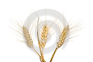 Three wheat spikes