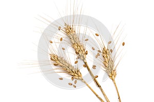 Three wheat spikes with seeds