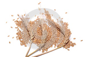 The three wheat stitch and these grain beans isolated in white backgroun