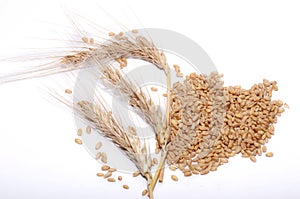 The three wheat stitch and these grain beans isolated in white backgroun