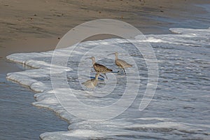 Three whimbrels with the long beaks, the high legs and the brown plumage