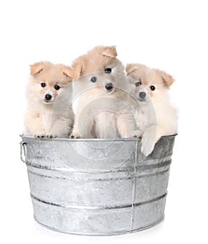 Three White Adorable Puppies in a Washtub