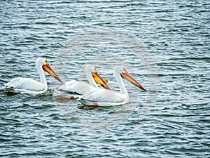 Three White American Pelicans on Lake