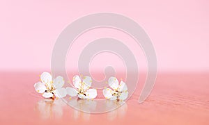 Three white apricot flowers on a pink background. Pastel color