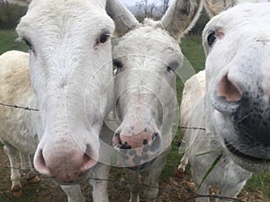 Three white asses playing stars photo