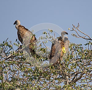 Three white backed vultures, one tagged in Kruger Park