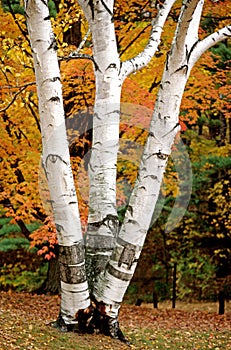 three White Birch tree peeling trunks in Fall
