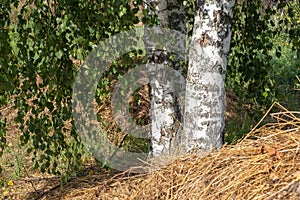 Three white birch trunks on a background of green leaves and hay