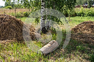 Three white birch trunks, two piles of hay and a log in the foreground