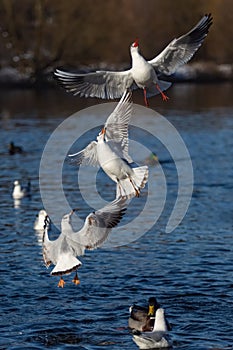 Three white black-headed gulls flying