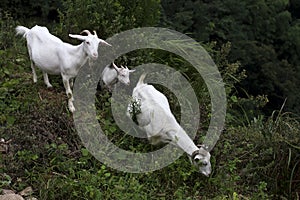 Three white Boer goats in the slope photo