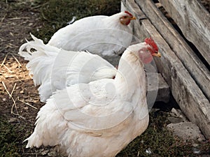 White broiler chickens outside.