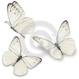 Three white butterfly