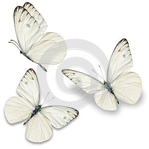 Three white butterfly photo