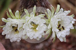Three White Cactus Flowers with Bees