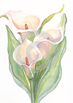 Three White Calla Lilies Watercolor Painting