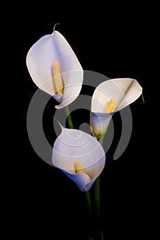 Three white Calla lily