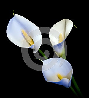 Three white Calla lily on a black background