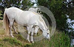 Three white Camargue horses, France